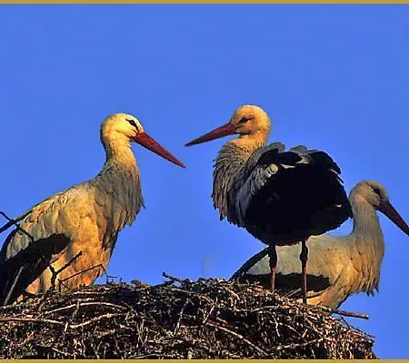 Apartament Au Petit Bonheur *